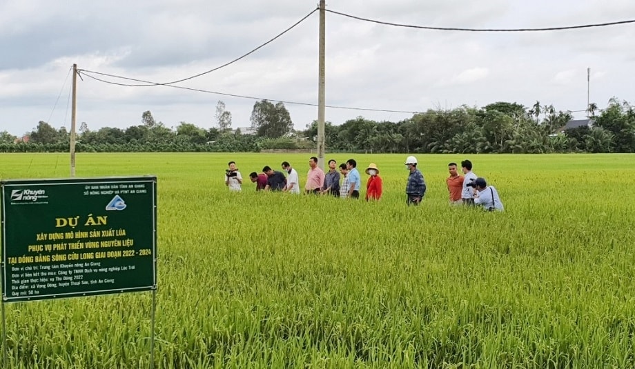 Tổ khuyến nông cộng đồng đóng vai trò hướng dẫn, chuyển giao kỹ thuật, kết nối thị trường và đồng hành với nông dân 