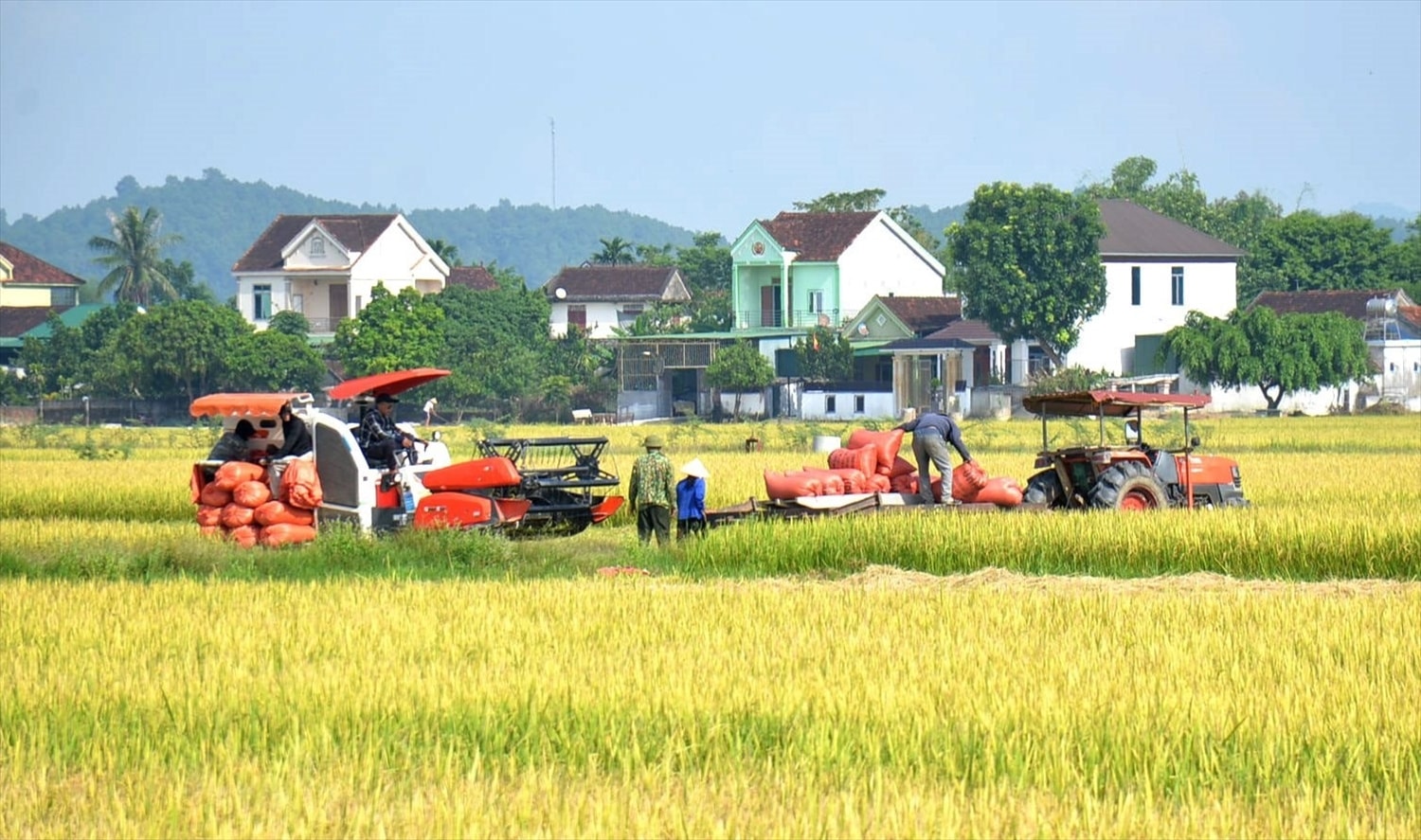 Toàn tỉnh Nghệ An đang có hơn 24.000ha lúa ứng dụng công nghệ cao - Ảnh: T.H