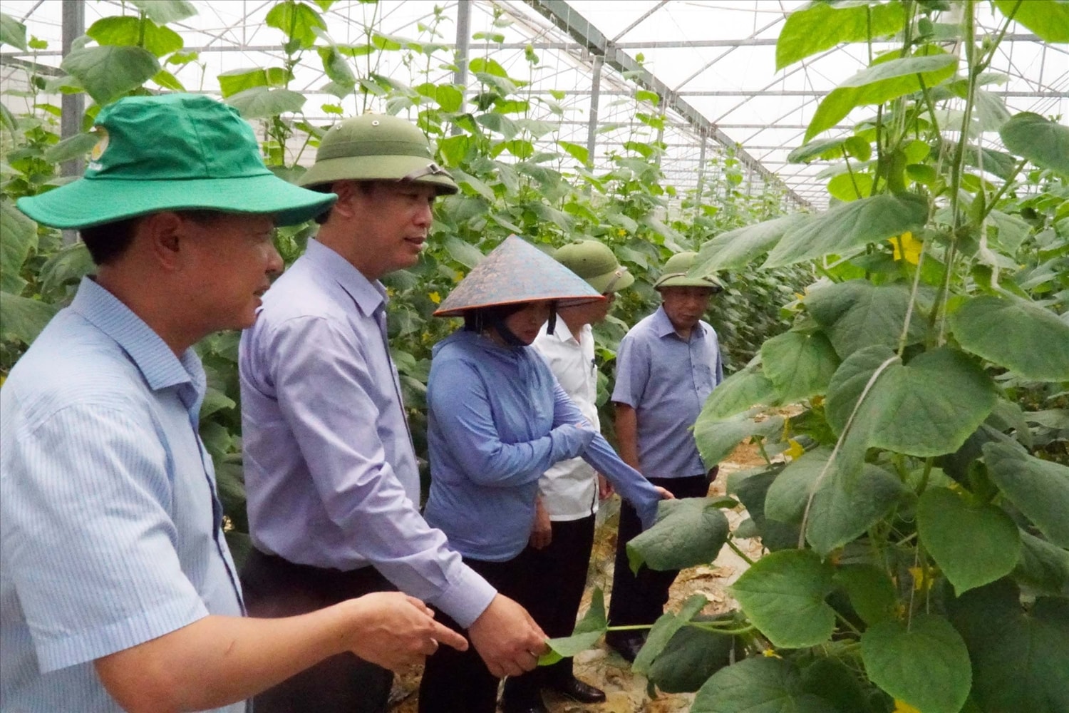 Mô hình nhà lưới đang góp phần tạo ra những sản phẩm chất lượng, phù hợp thị hiếu người tiêu dùng - Ảnh: T.H