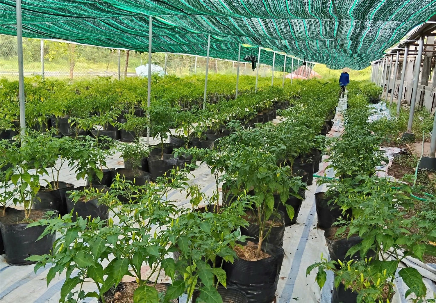 Anh Lỷ Văn Quạn đầu tư giàn lưới trồng ớt nhằm nâng cao chất lượng sản phẩm Anh Lỷ Văn Quạn đầu tư giàn lưới trồng ớt nhằm nâng cao chất lượng sản phẩm