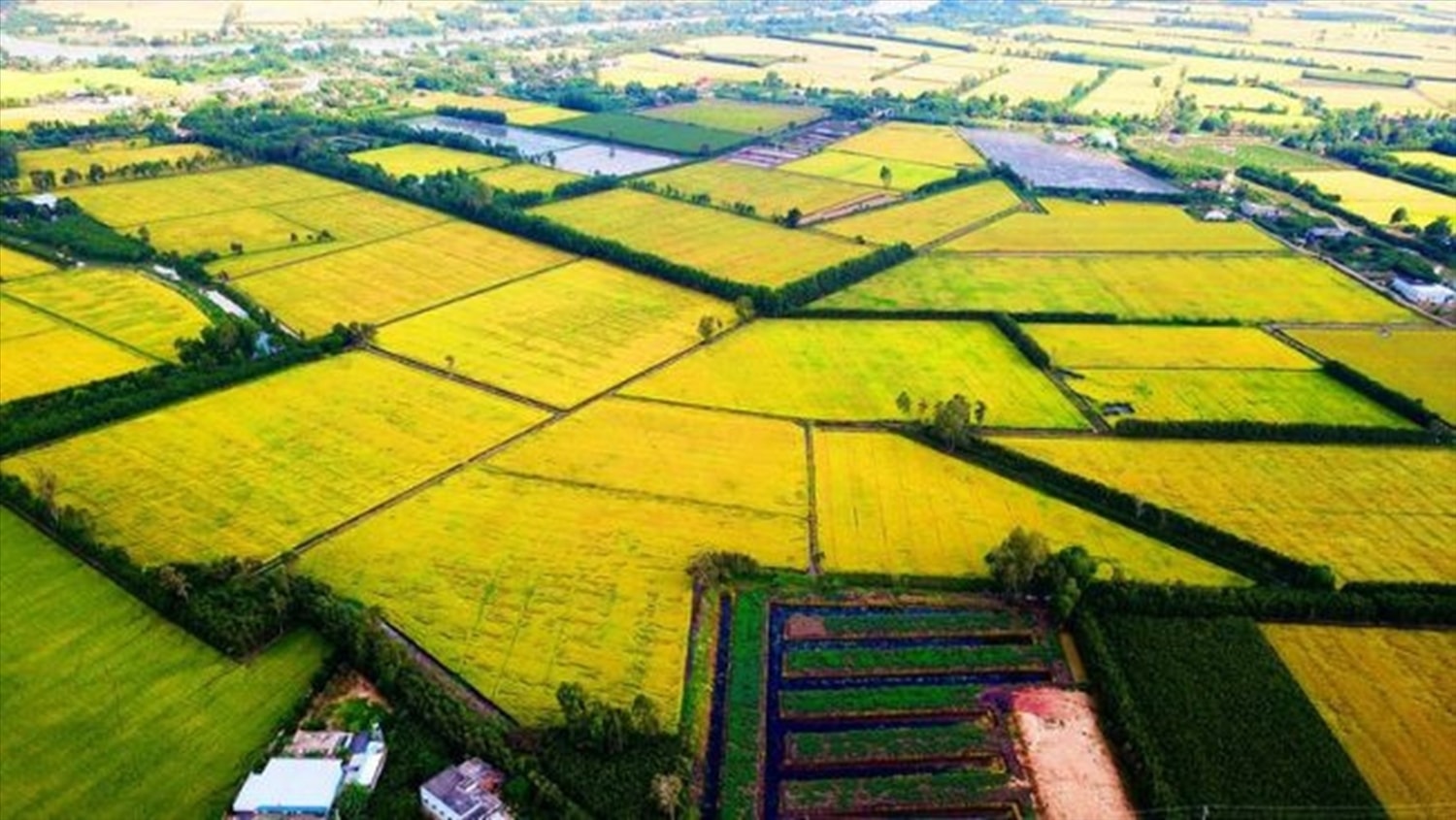 Khuyến nông cộng đồng chính là cánh tay nối dài của ngành nông nghiệp tại cơ sở (Ảnh IT)