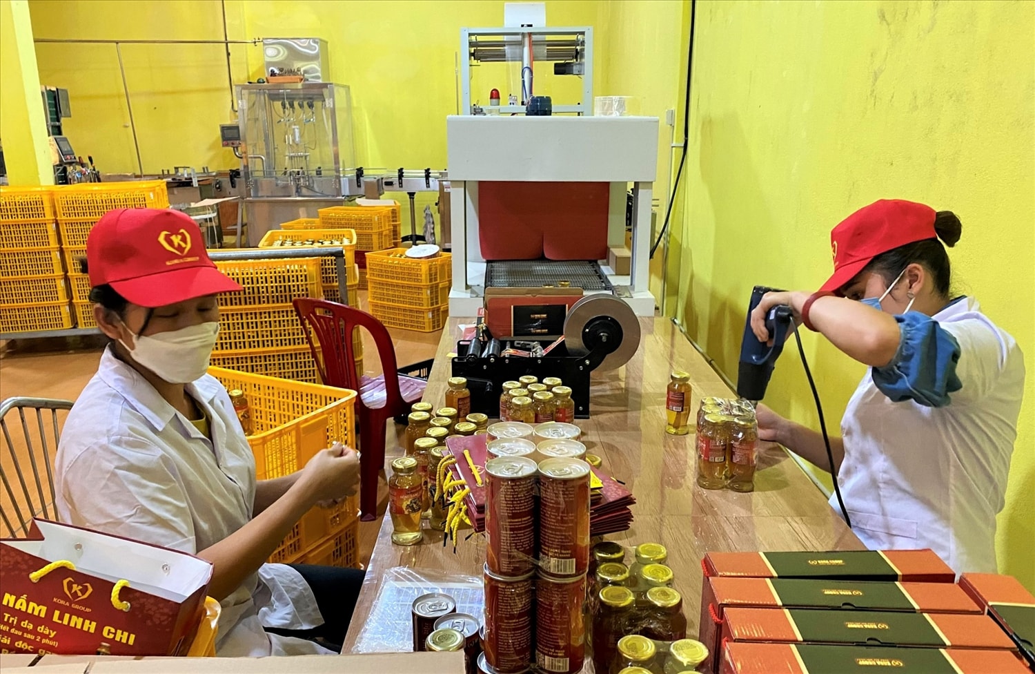 Hiện nay, công ty của anh Bền Chí Thịnh tạo việc làm ổn định cho 8 lao động. (Ảnh: Ngọc Chí) Nhân viên thực hiện quy trình đóng gói sản phẩm nước đóng chai Hồng đẳng sâm Kora. (Ảnh: Ngọc Chí)