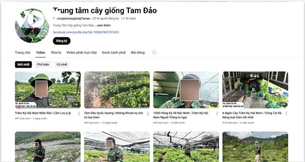 Nhiều trang Youtube hiện nay đang quảng cáo giống cây ngoại lai này như một loại cây tỷ phú. Ảnh: ITN