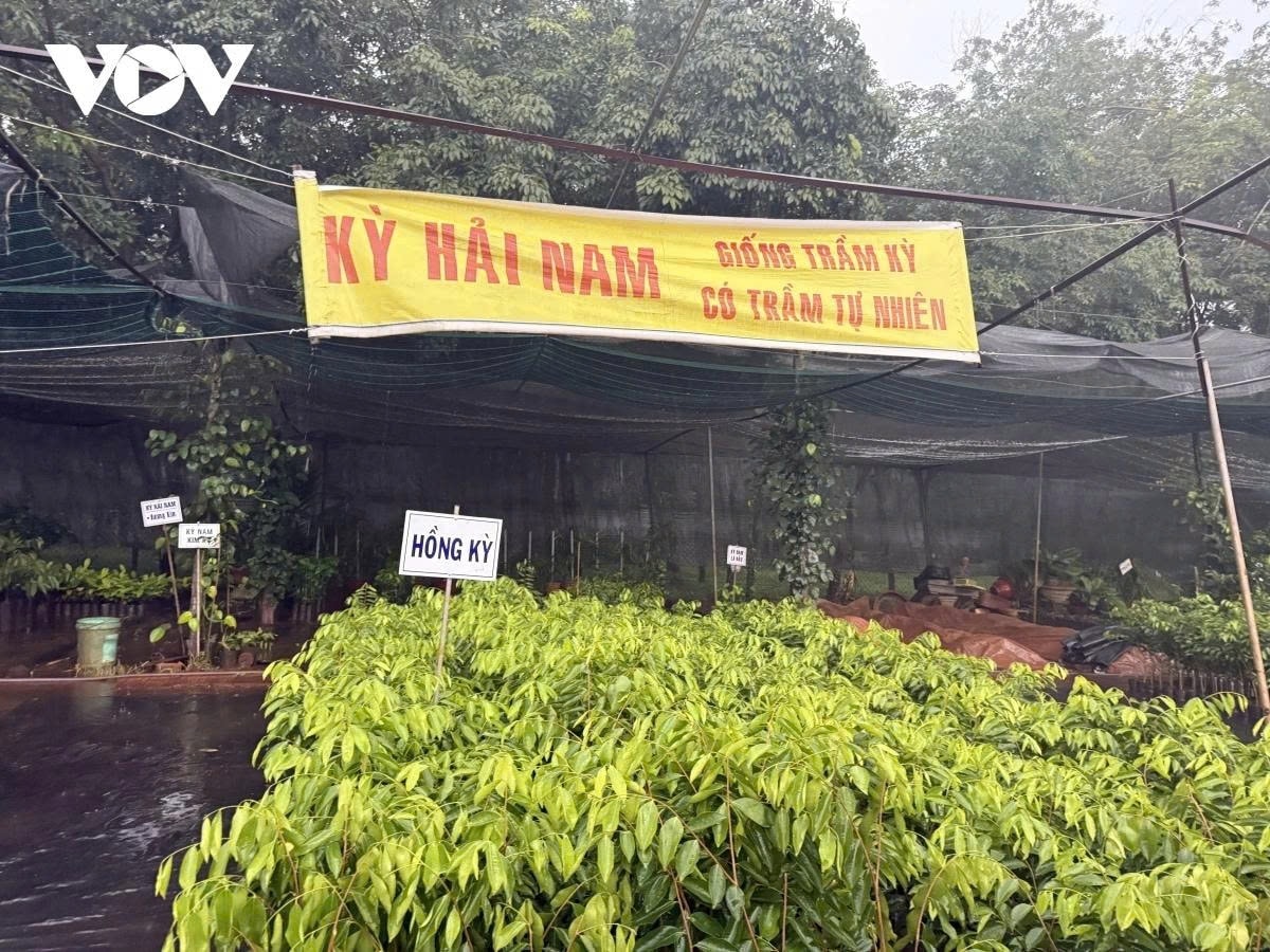 Cây Kỳ Hải Nam loại cây ngoại lai nhập lậu được bày bán ồ ạt ở các đại phương. Ảnh: VOV