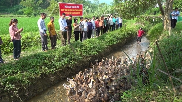 Mô hình nuôi vịt bầu đất tại Tuyên Quang tạo ra sản phẩm an toàn, chất lượng, đáp ứng nhu cầu thị trường