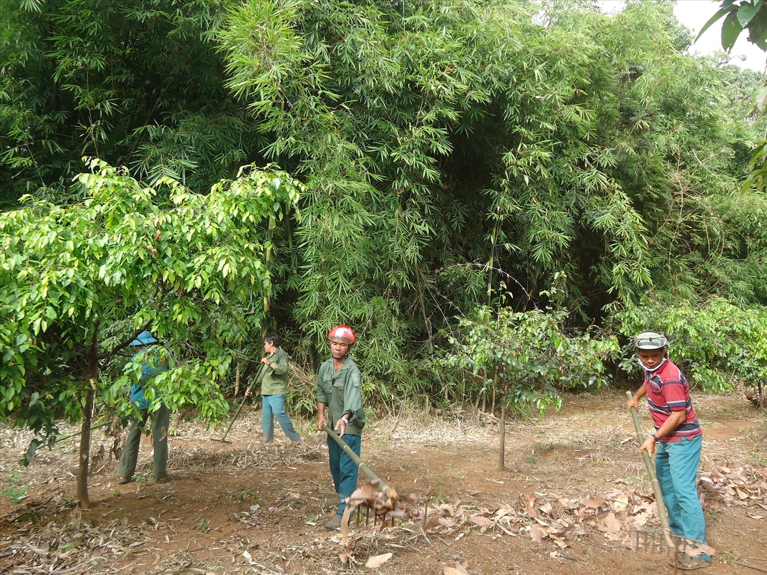 Cộng đồng nhận khoán bảo vệ VQG Bù Gia Mập dọn đường băng phòng chống cháy rừng.