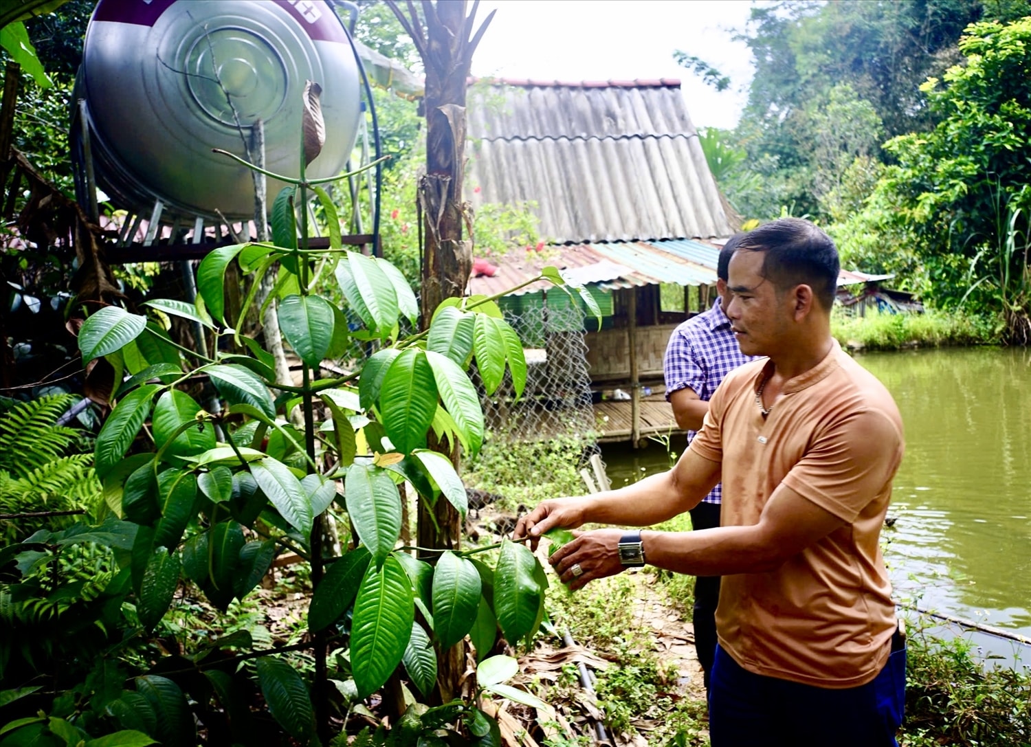 Anh BNướch Ngang phát triển kinh tế từ việc trồng dược liệu dưới tán rừng. (Ảnh Thành Nhân). Anh BNướch Ngang phát triển kinh tế từ việc trồng dược liệu dưới tán rừng. (Ảnh Thành Nhân).