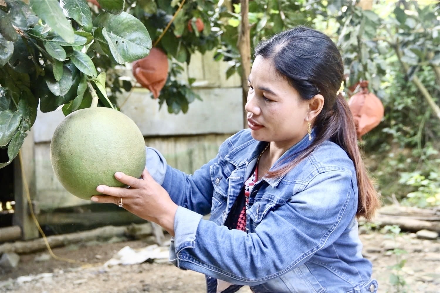 Chị Bnướch Thị Blắc là một trong những người tiên phong trong thay đổi cách nghĩ, cách làm để phát triển kinh tế với thu nhập hàng trăm triệu mỗi năm. (Ảnh Huy Trường). Chị Bnướch Thị Blắc là một trong những người tiên phong trong thay đổi cách nghĩ, cách làm để phát triển kinh tế với thu nhập hàng trăm triệu mỗi năm. (Ảnh Huy Trường).