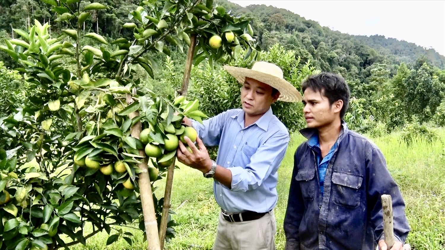Mô hình trồng cam Vinh thay thế đất trồng keo đang mang lại kinh tế hiệu quả. (Ảnh Huy Trường). Mô hình trồng cam Vinh thay thế đất trồng keo đang mang lại kinh tế hiệu quả. (Ảnh Huy Trường).