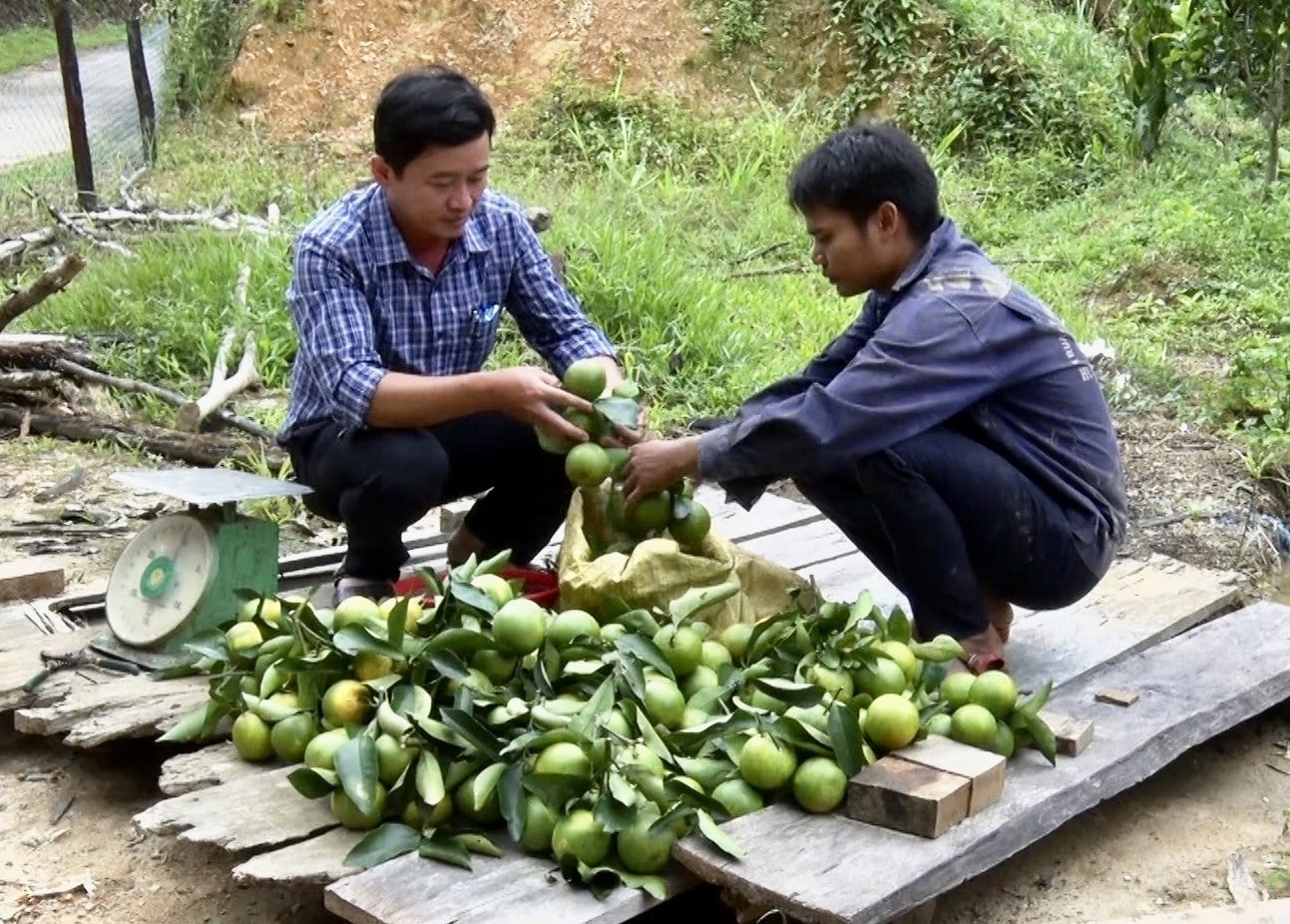 Anh Răđăl Nhị thu hơn 100 triệu đồng từ mô hình trồng cam Vinh. (Ảnh Huy Trường). Anh Răđăl Nhị thu hơn 100 triệu đồng từ mô hình trồng cam Vinh. (Ảnh Huy Trường).