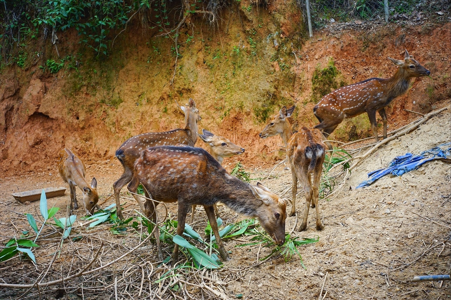 Nuôi hươu sao để lấy nhung đang là mô hình khởi nghiệp của nhiều người trẻ Cơ Tu. (Ảnh Huy Trường). Nuôi hươu sao để lấy nhung đang là mô hình khởi nghiệp của nhiều người trẻ Cơ Tu. (Ảnh Huy Trường).