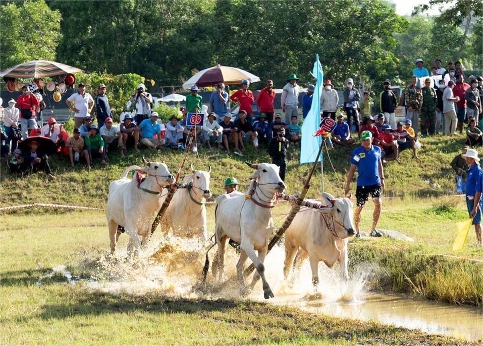 Các đôi bò tranh tài quyết liệt trong sự cổ vũ nhiệt tình của khán giả.