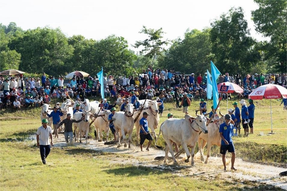Các đôi bò diễu hành vòng sân trước khi tranh tài.