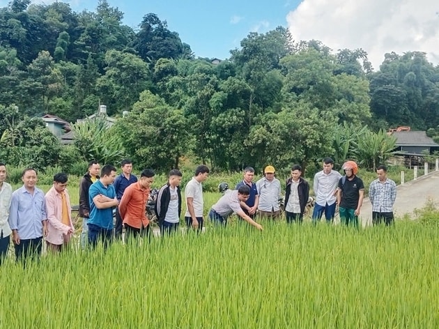 Ngành nông nghiệp hướng tới sản xuất hiệu quả, bền vững