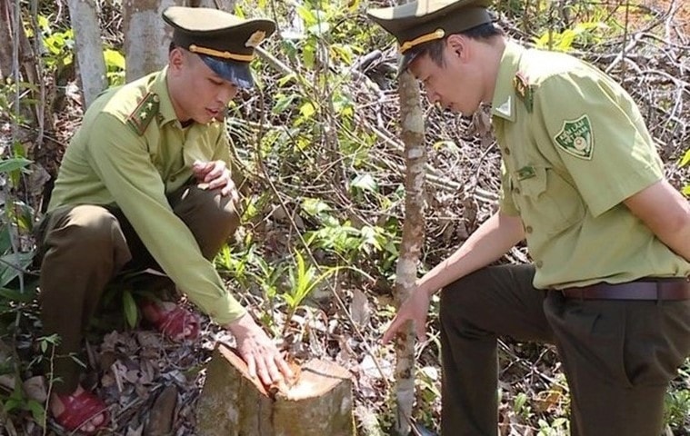 Hiện trường vụ khai thác rừng trái phép.(ảnh PV)