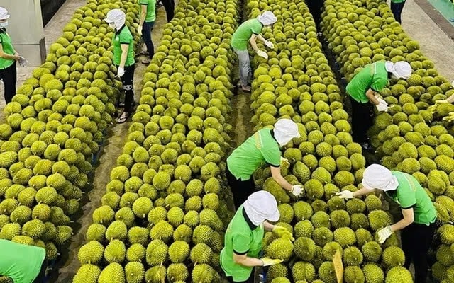 Theo dự báo, tháng 10 sẽ là giai đoạn bùng nổ xuất khẩu sầu riêng khi chính vụ kết thúc, trong khi Việt Nam vẫn duy trì được nguồn cung trái vụ vào tháng 11-12 tới