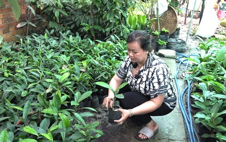 Cây hồng nhung nay đã trở thành cây làm giàu cho nhiều hộ đồng bào DTTS ở xã Thuận Hòa, TP. Cần Thơ