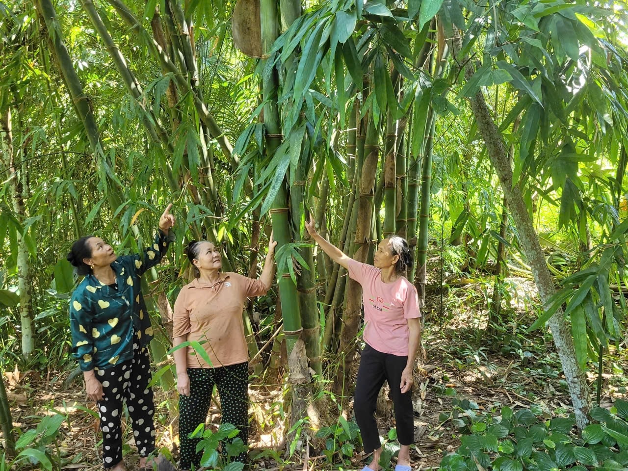 Nhiều hộ dân ở thôn Thiết Giang tham gia dự án trồng măng Bum.(ảnh: Quỳnh Trâm)