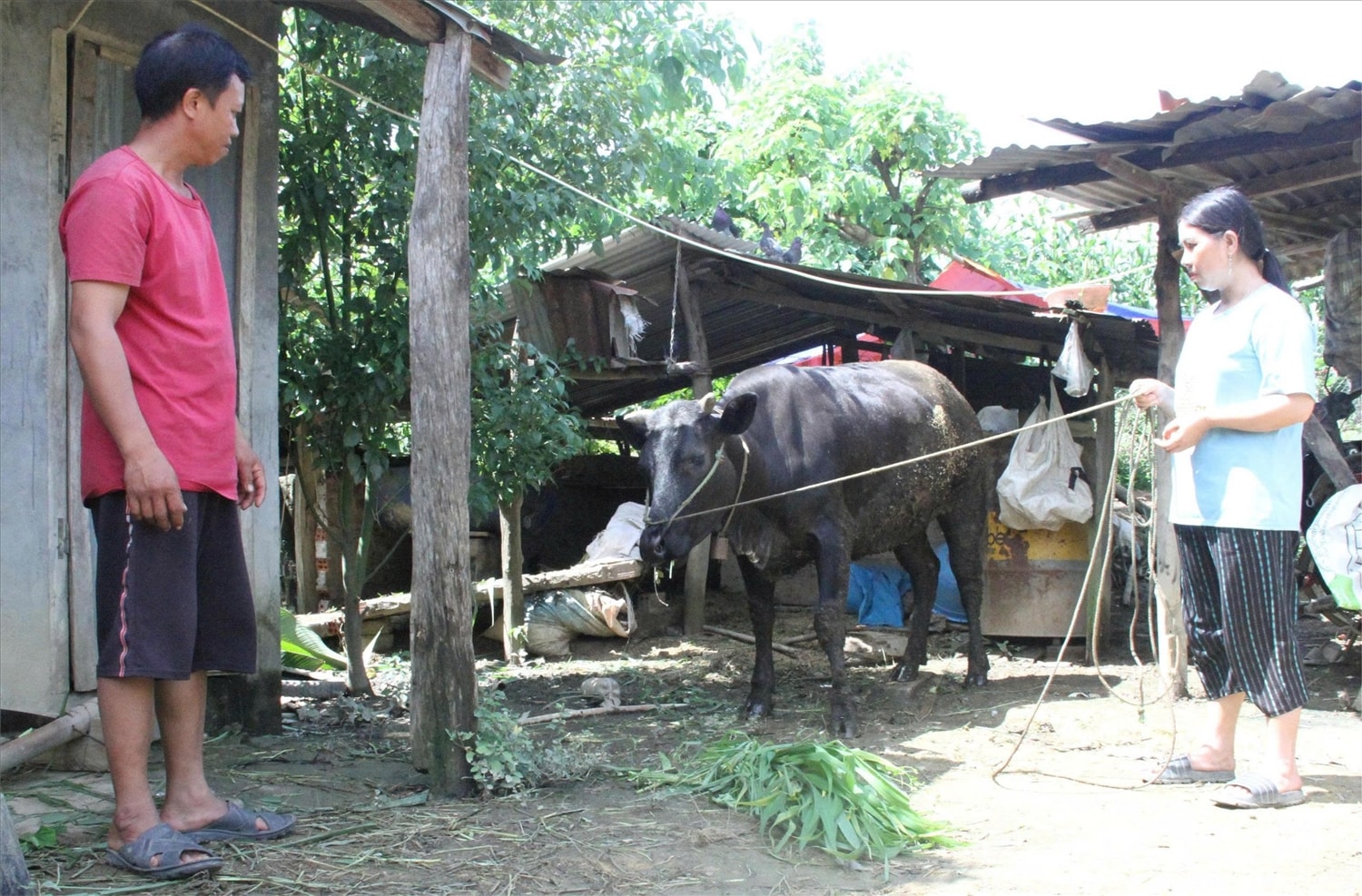 Ngoài đưa bò ra đồng chăn, hàng ngày chị Lý Thị Kém, thôn Phú Thịnh, xã Quảng Phú (Lâm Đồng) cắt cỏ cho bò 