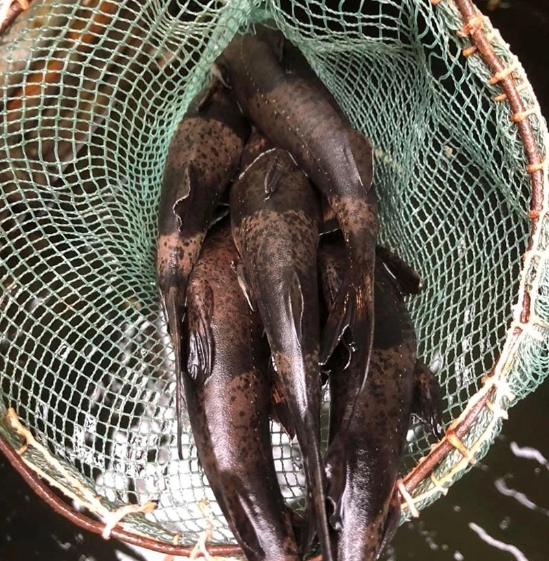 Cá chiên là loài cá có giá trị dinh dưỡng, giá trị kinh tế cao.(ảnh Q. Trâm)