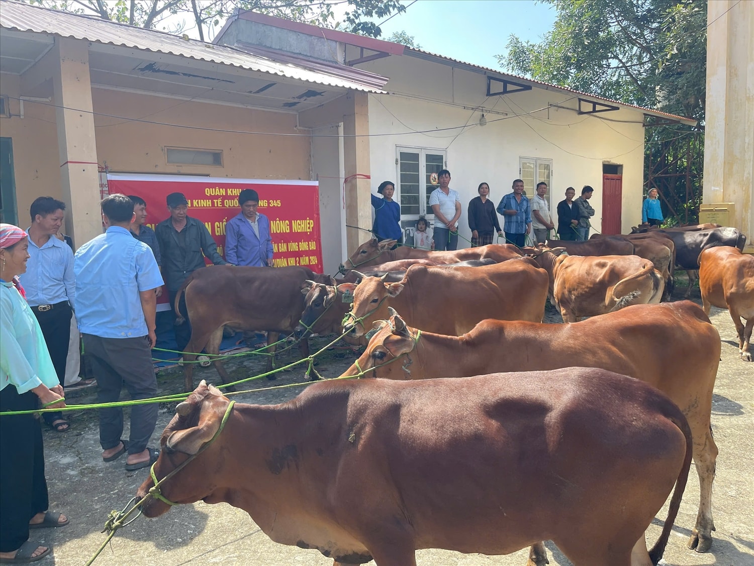 Các hộ đồng bào tại xã A Mú Sung nhận bò giống.