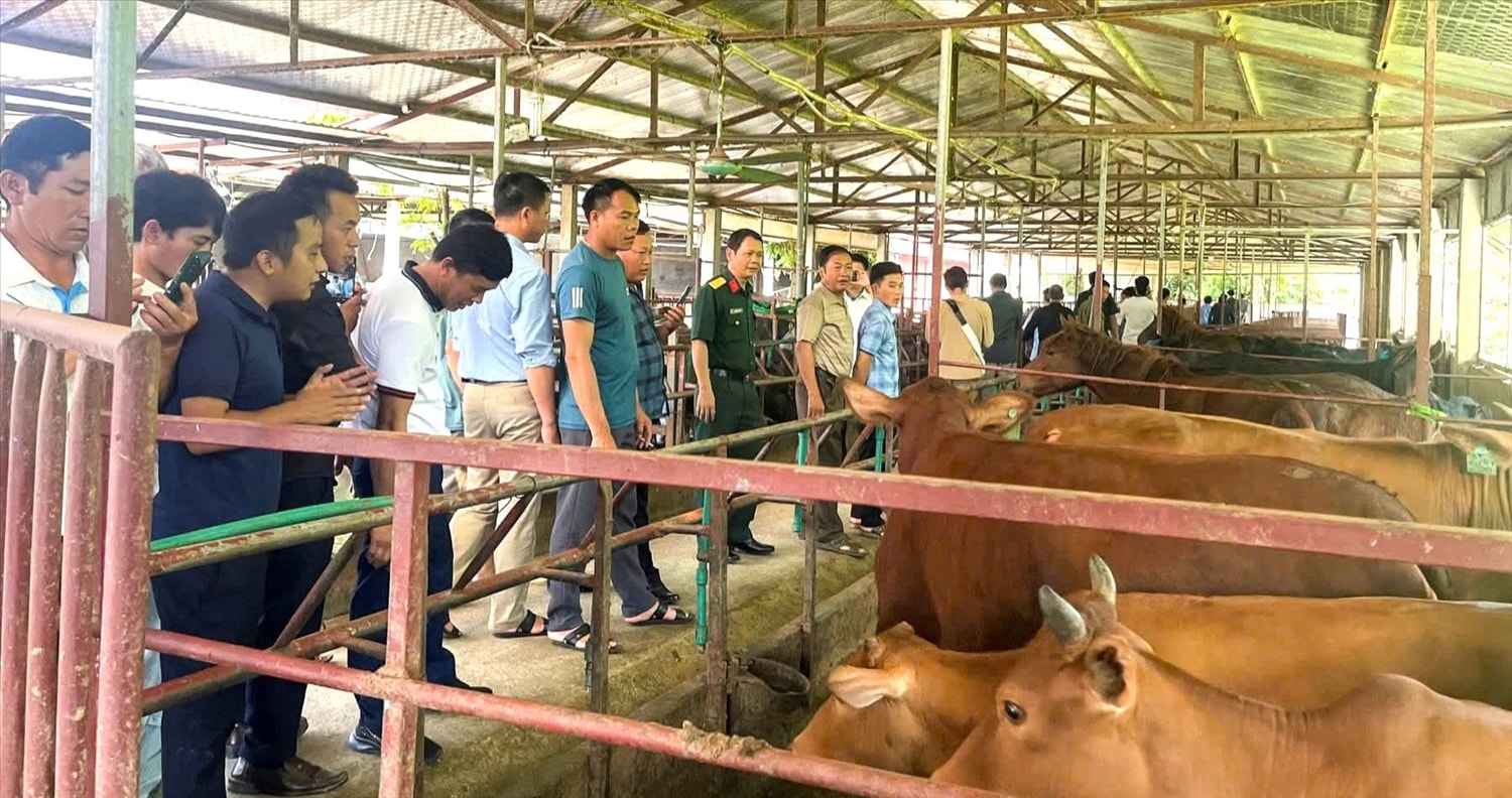 Đoàn Kinh tế - Quốc phòng 345 tổ chức cho 300 hộ dân các xã Y Tý, Trịnh Tường, A Mú Sung, Cao Sơn, Pha Long thăm quan mô hình chăn nuôi trâu, bò tại HTX Nông nghiệp Công nghệ cao Tiến Thành (tỉnh Tuyên Quang) và HTX Dịch vụ Tổng hợp & Sản xuất Nông nghiệp Lúa Vàng (tỉnh Bắc Ninh).