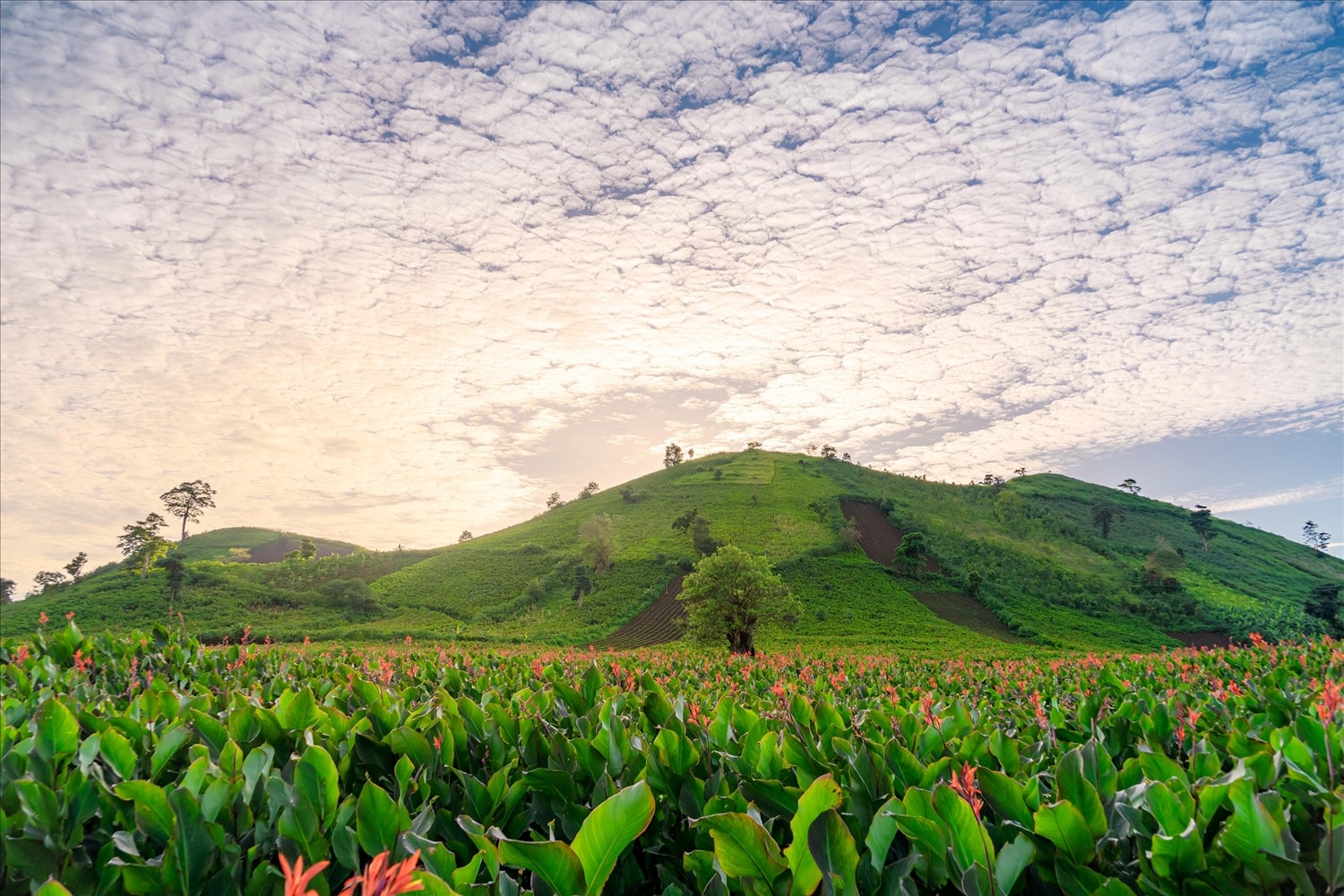 Hoa dong riềng đua nhau khoe sắc dưới chân núi lửa Chư Đang Ya. Ảnh Phạm Quý