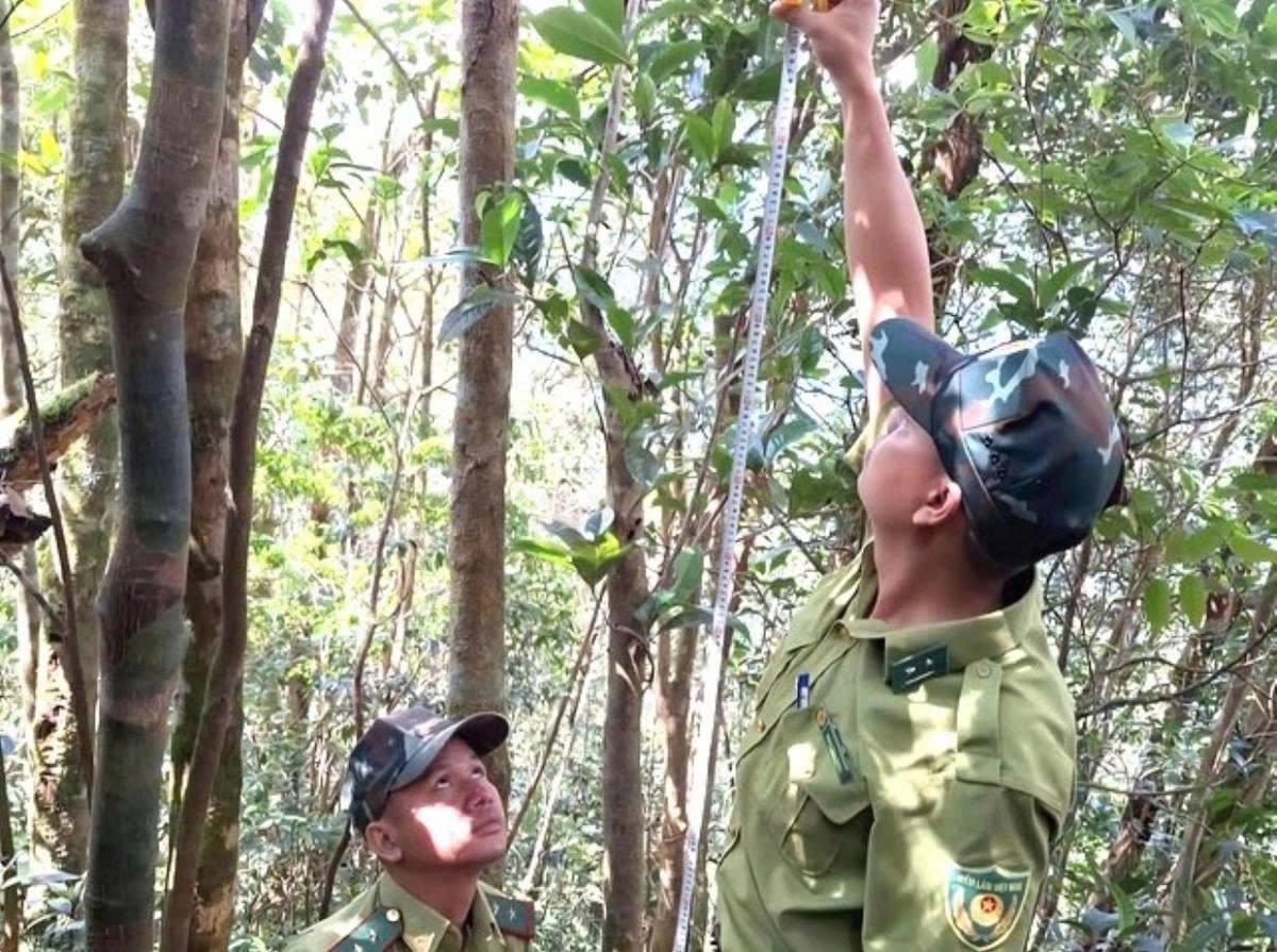 Lực lượng kiểm lâm tiến hành khảo sát, ghi nhận loài chè quý hiếm