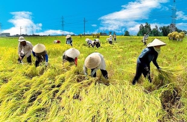 Hiện tại, có 18 ngân hàng tham gia gói tín dụng nông, lâm, thủy sản (Ảnh IT)