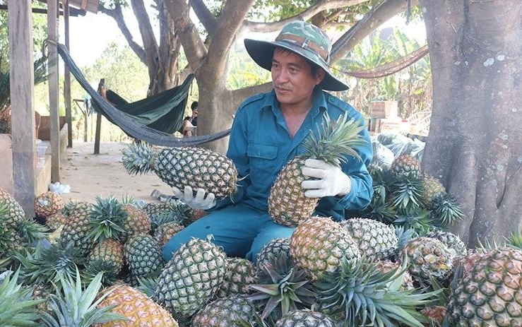 Người dân Cư Pui có thu nhập ổn định nhờ cây dứa