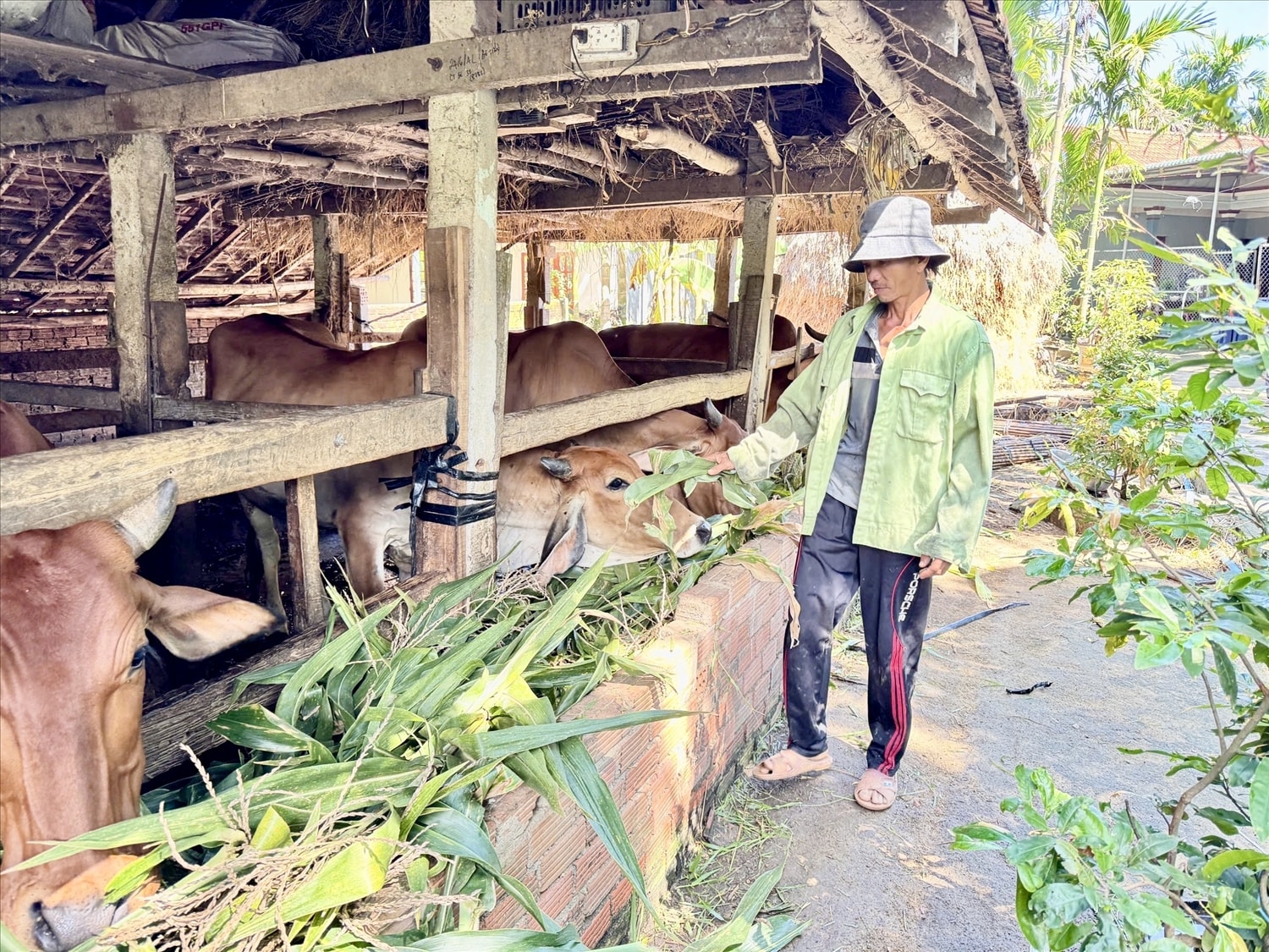 Từ 2 con bò được hỗ trợ, anh Đinh Việt Duy đã vươn lên thoát nghèo. (Ảnh Huy Trường).