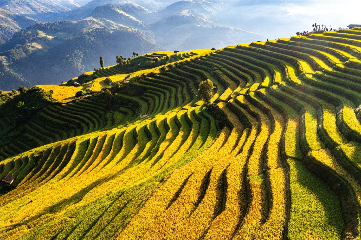 Tại Kim Nọi, nơi đón những ánh nắng đầu tiên của Mù Cang Chải, những thửa ruộng bậc thang vàng óng trải dài tít tắp, óng ả dưới nắng, mây trắng vờn trên những sóng lúa tạo nên một bức tranh đẹp nên thơ.