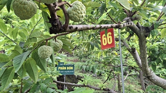Mô hình “Vườn na Võ Nhai trên môi trường số” đang được triển khai tại Võ Nhai Mô hình “Vườn na Võ Nhai trên môi trường số” đang được triển khai tại Võ Nhai