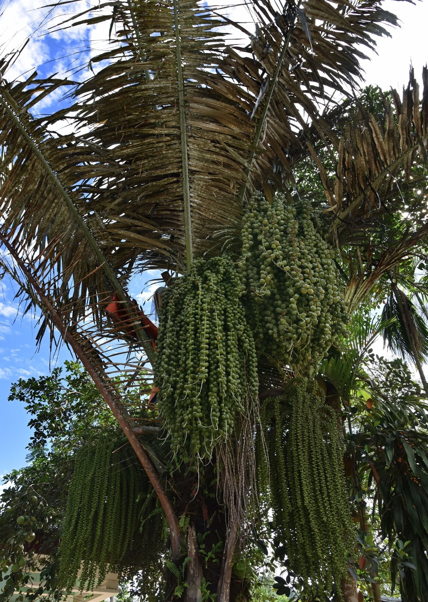 Cây đác trổ buồng