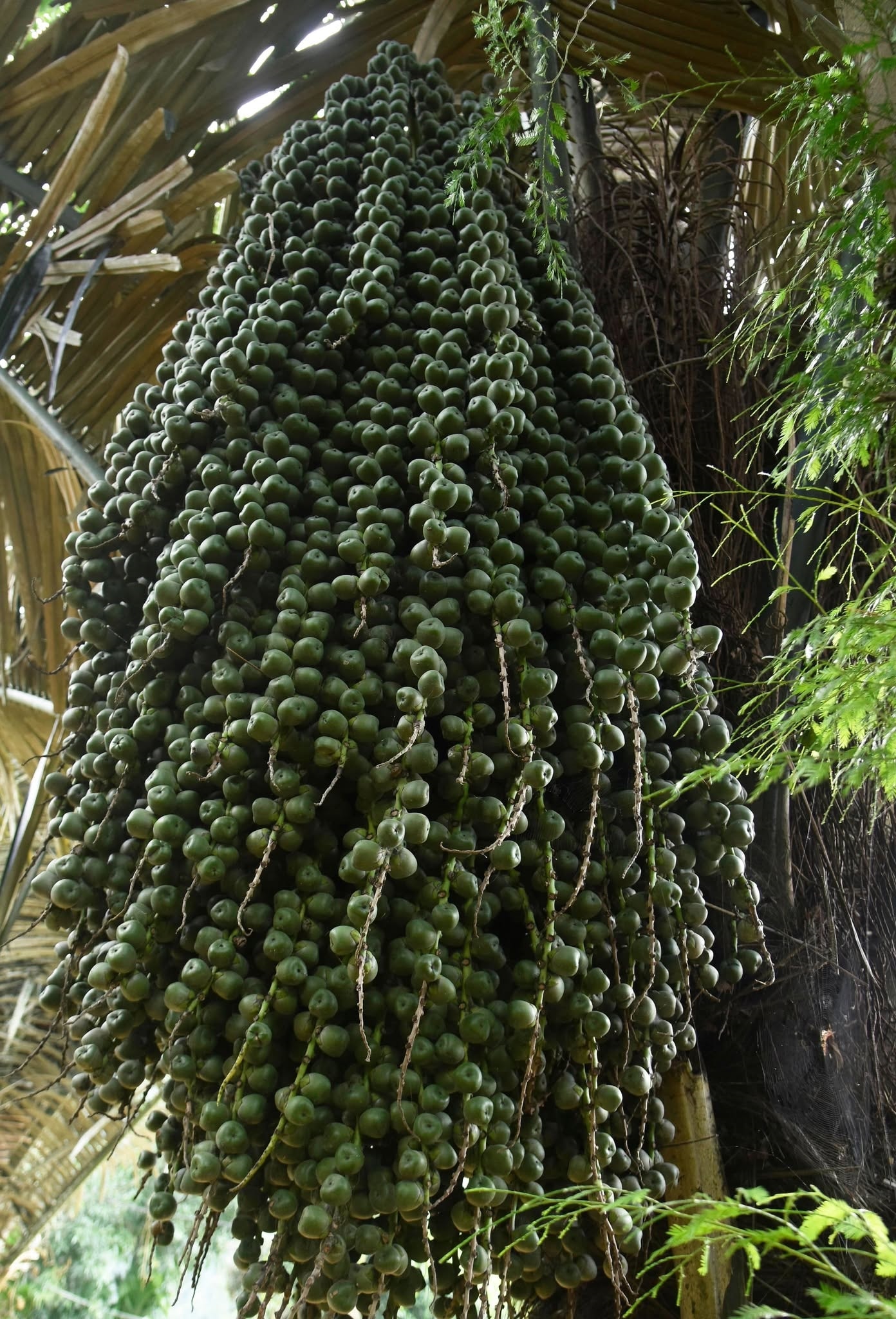 Buồng đác khá giống buồng cau