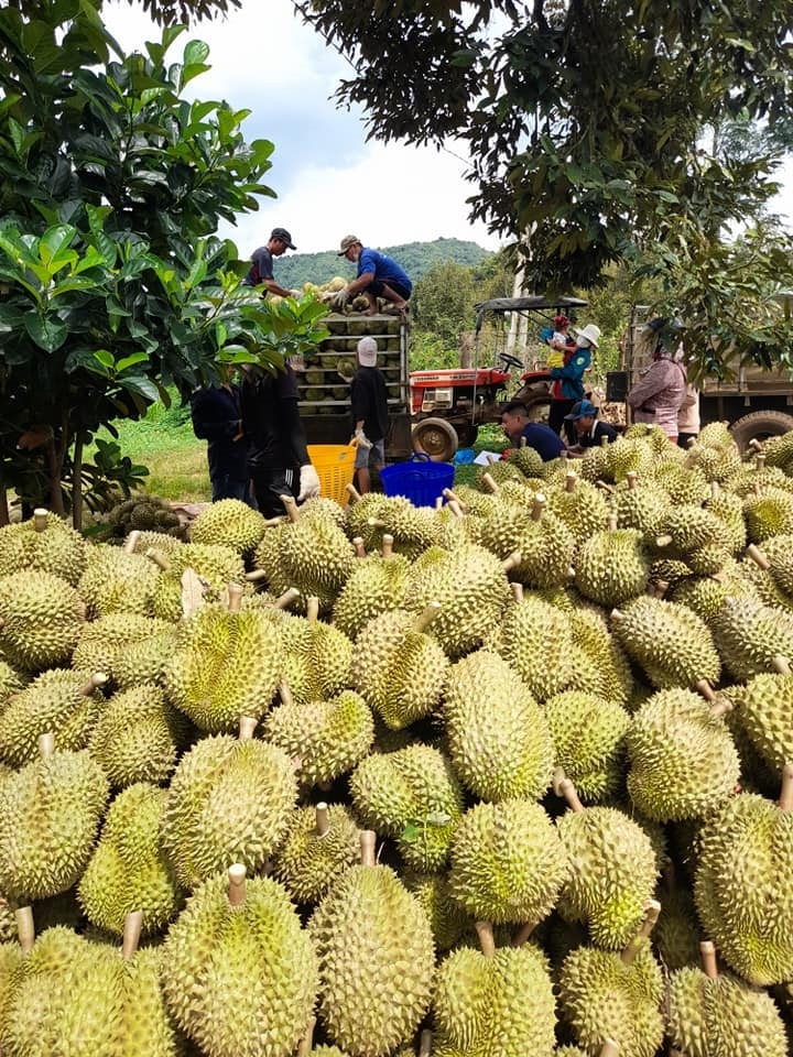 Bà con ở thôn Thanh Xuân tất bật thu hoạch sầu riêng trên vườn