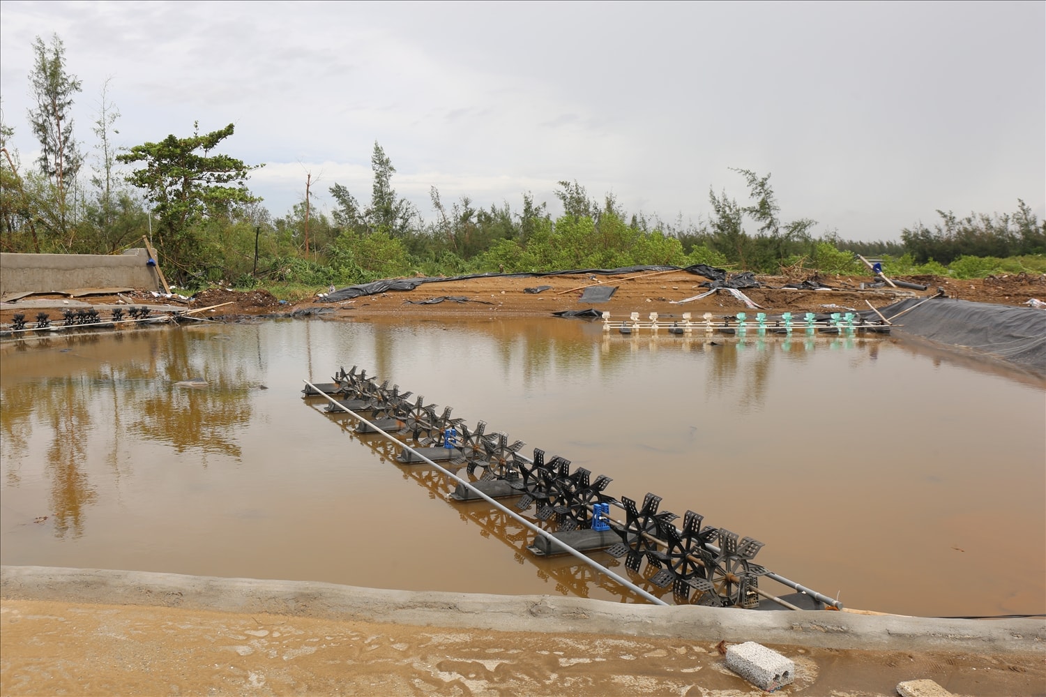 Đầm tôm anh Năm xác xơ sau bão - Ảnh: Thanh Hải
