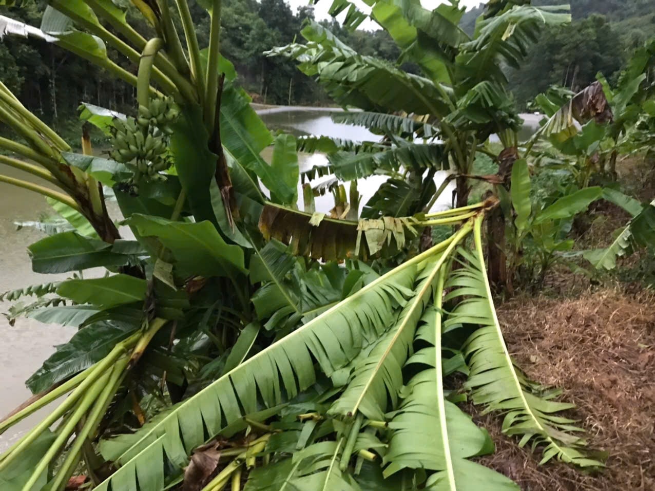 Hoa màu bị gãy đổ, ngập úng (ảnh Trọng Bảo)