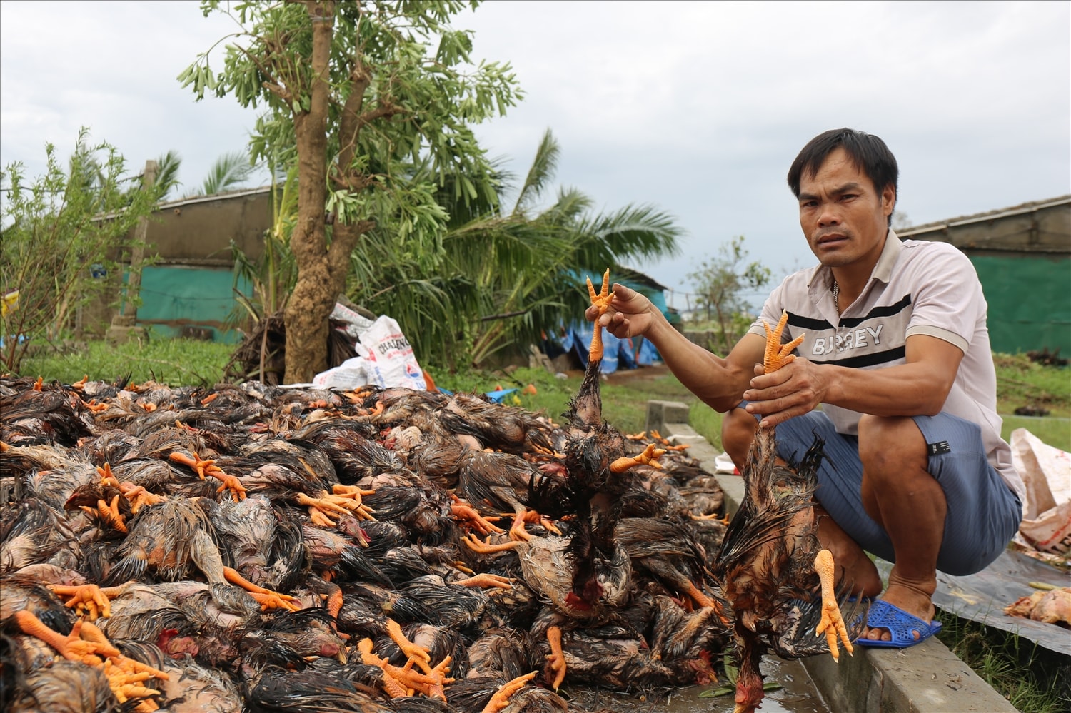 Thiệt hại lớn nhất mà các trang trại đang đối diện không chỉ là mất trắng gia súc, gia cầm mà còn là nguy cơ dịch bệnh sau bão - Trong ảnh:  Sau bão, gia đình Nguyễn Hữu Sỹ ở xóm 4 xã An Châu có hơn 1,6 vạn con gà bị chết