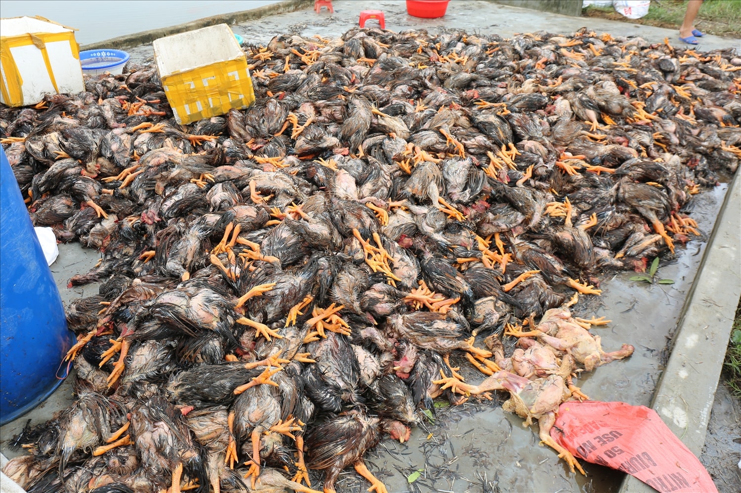 Trên phạm vi toàn tỉnh Nghệ An, trong một báo cáo thống kê sơ bộ tính đến 13h ngày 30/9, bão số 10 đã khiến 779 con gia súc, 163.956 con gia cầm bị chết, 2.459 chuồng trại bị hư hỏng… - Ảnh: Thanh Hải