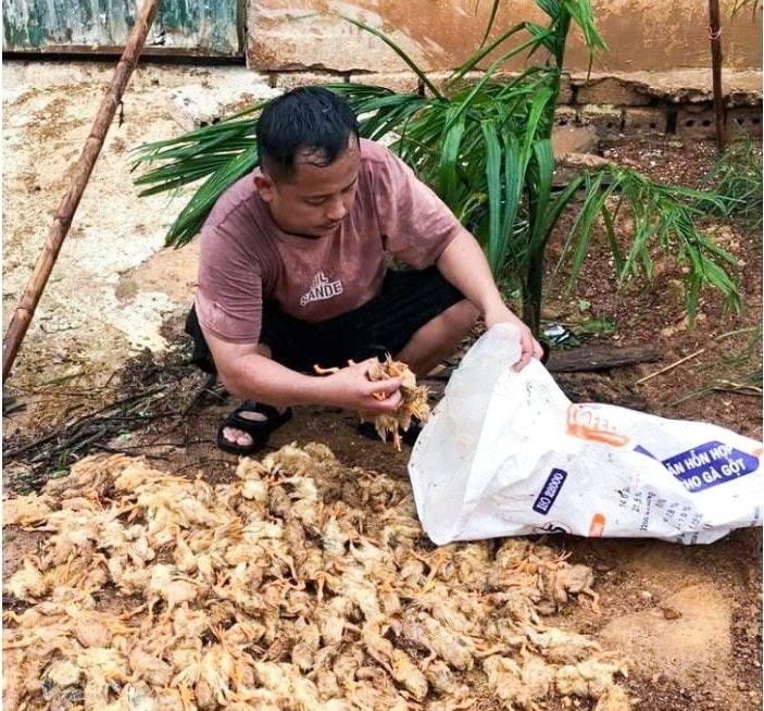 Trang trại của anh Trần Hữu Đức ở xã Thuần Trung chết 5.000 con gà - Ảnh: CSCC
