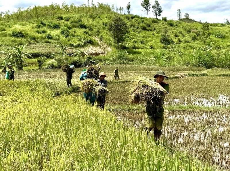 Cán bộ Công an xã A Lưới 2, TP. Huế gặt lúa giúp đồng bào (Ảnh BCA) Cán bộ Công an xã A Lưới 2, TP. Huế gặt lúa giúp đồng bào (Ảnh BCA)