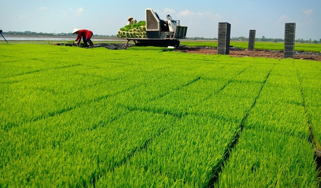 Hà Nội đã xây dựng được 3.862 ha lúa chất lượng cao (Ảnh IT)