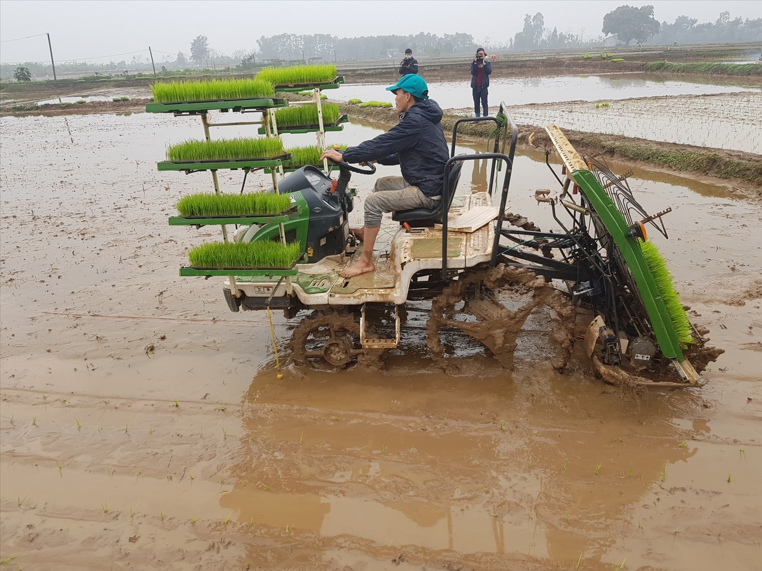 Các vùng lúa chất lượng cao góp phần đảm bảo an ninh lương thực (Ảnh IT)