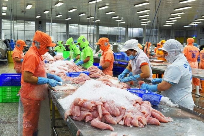 Chế biến cá tra xuất khẩu tại tỉnh Đồng Tháp. (Ảnh: TL)