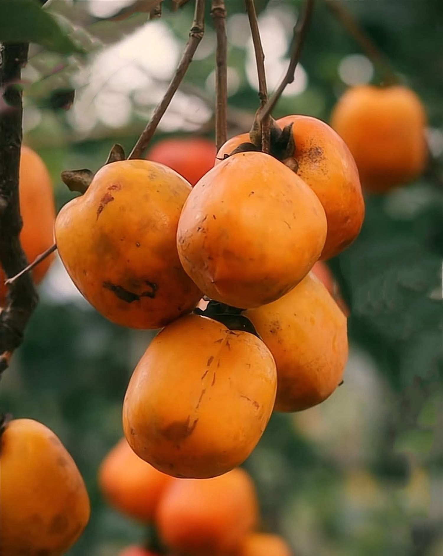 Hồng treo gió chín gọi Thu về