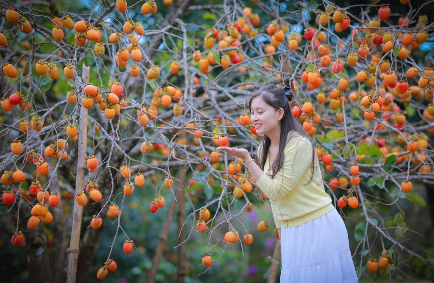 Du khách có thể tranh thủ chụp ảnh sống ảo giữa khung nền quả chín rực rỡ, tạo nên những kỷ niệm ngọt ngào giữa thiên nhiên.