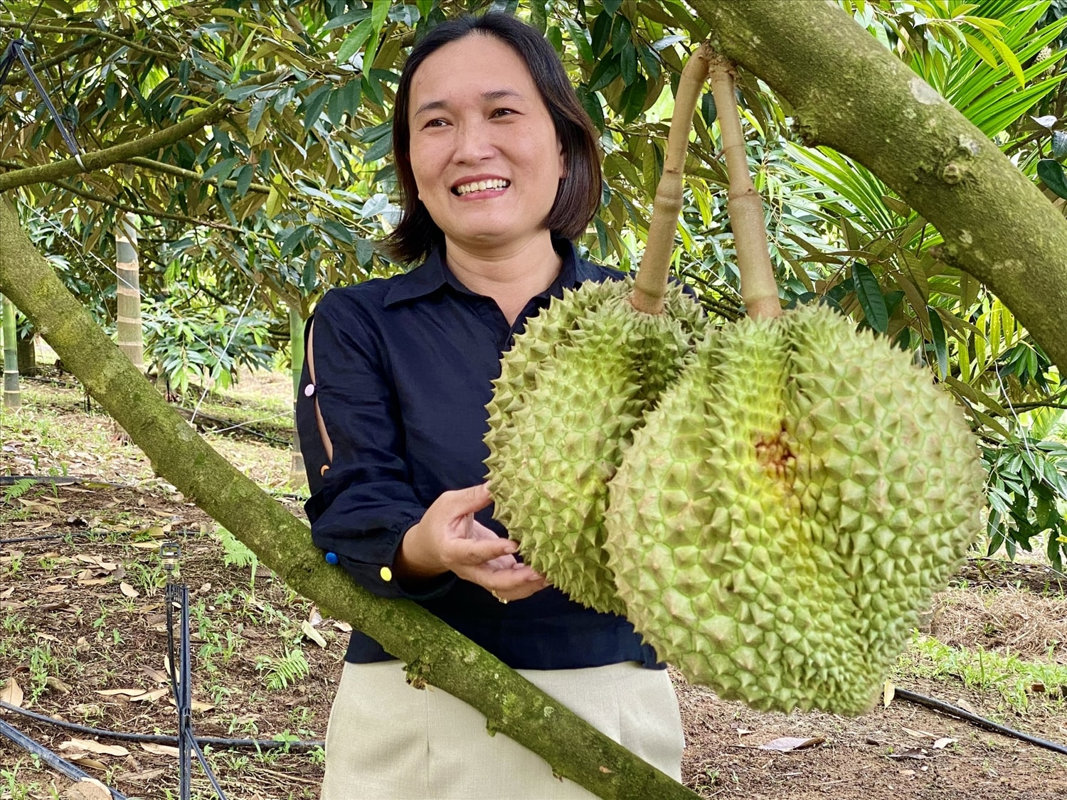 Trồng sầu riêng đang là hướng đi thoát nghèo của nhiều bà con vùng cao Đà Nẵng. (Ảnh Huy Trường).