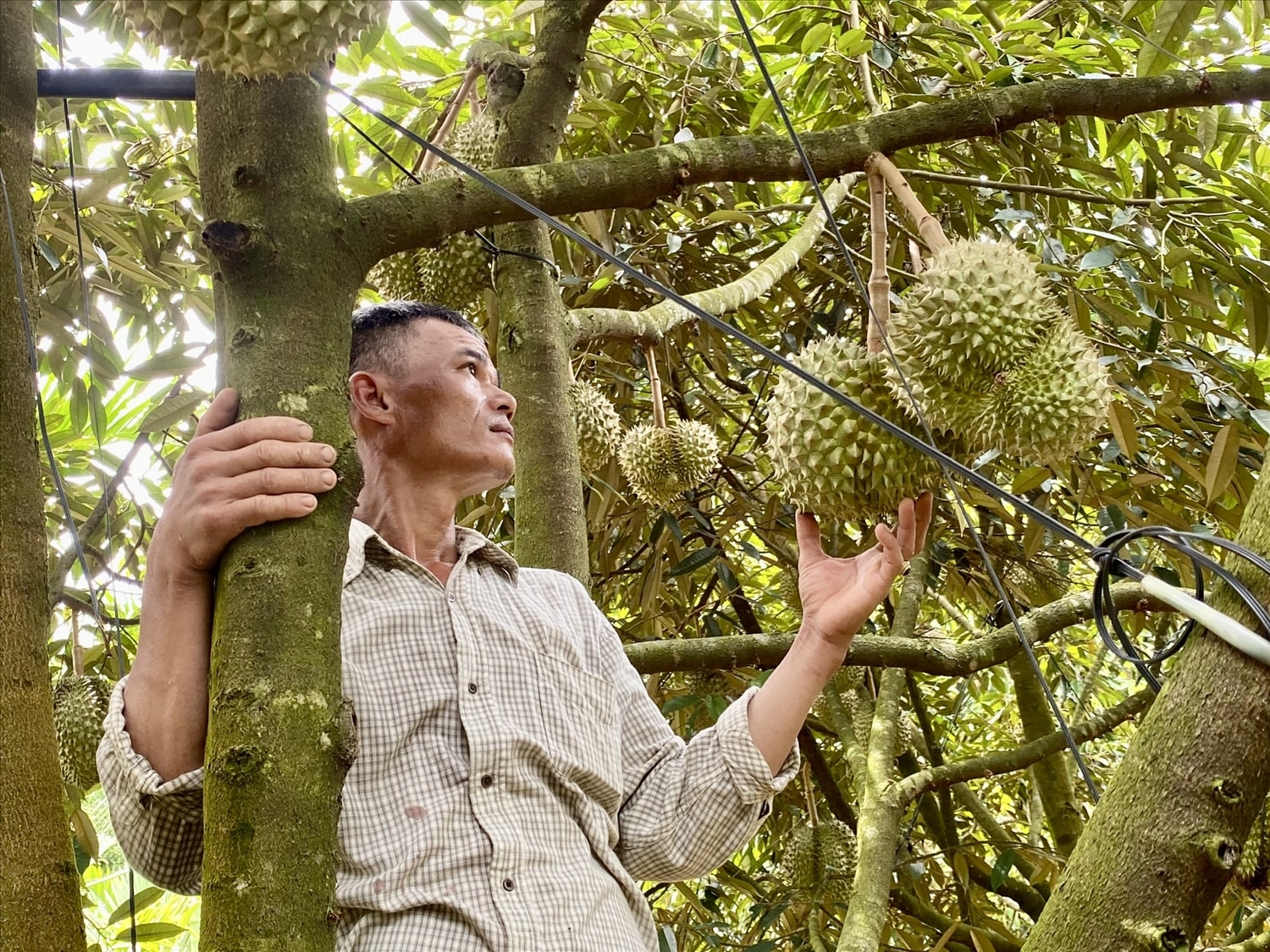 Anh Nguyễn Đại Châu với vườn sầu riêng tiền tỉ của mình. (Ảnh Huy Trường).