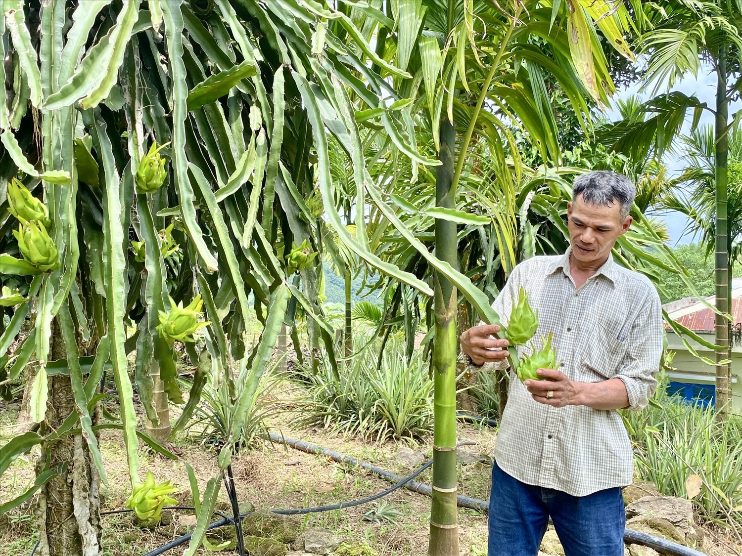 Ngoài sầu riêng, anh Châu còn trồng nhiều loại cây ăn trái có giá trị kinh tế cao. (Ảnh Huy Trường).